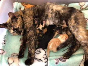 The pregnant cat has now given birth to four kittens but she doesn’t have enough milk because of starvation.