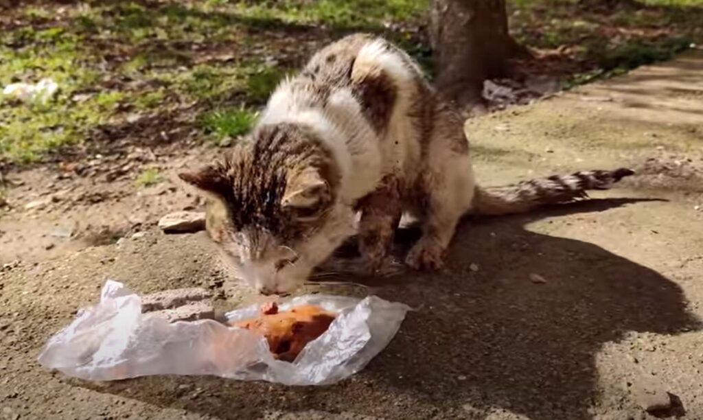 Little cat with his paw injured got some food from someone in the street and was so desperate for it.