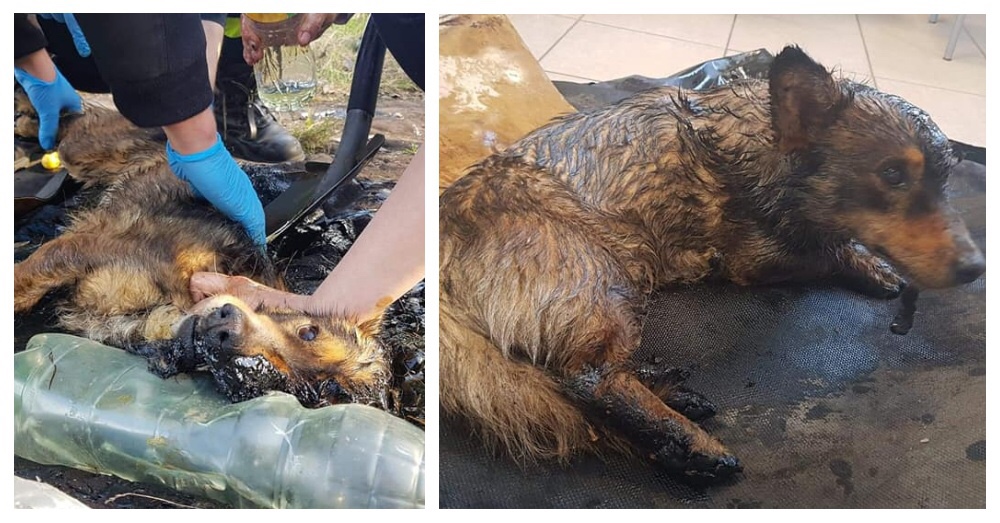 Rescued dog after being trapped in a tar