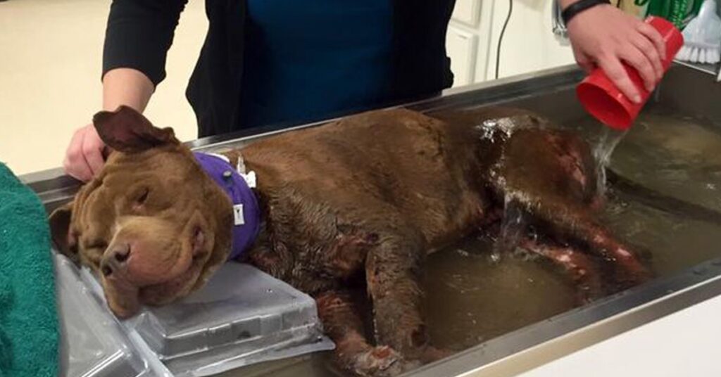 Rescued dog getting a warm bath 