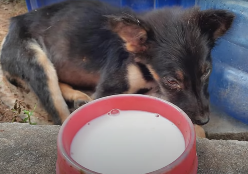 Little puppy is alone and away from his mother because she being treated in the hospital.