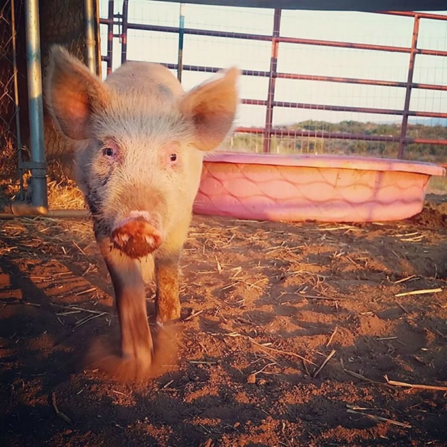 Rescued pig in his best shape