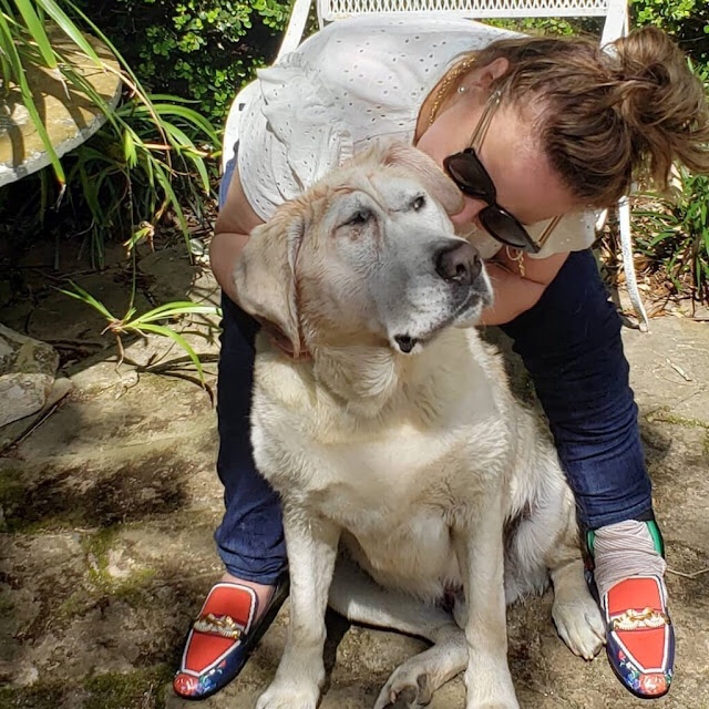 Happy dog surrounded by care and love