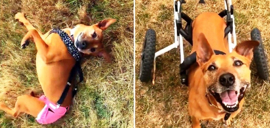 Dog with three legs was found all alone and now someone saved him.