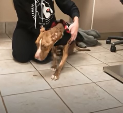 Dog being able to walk himself after a long time