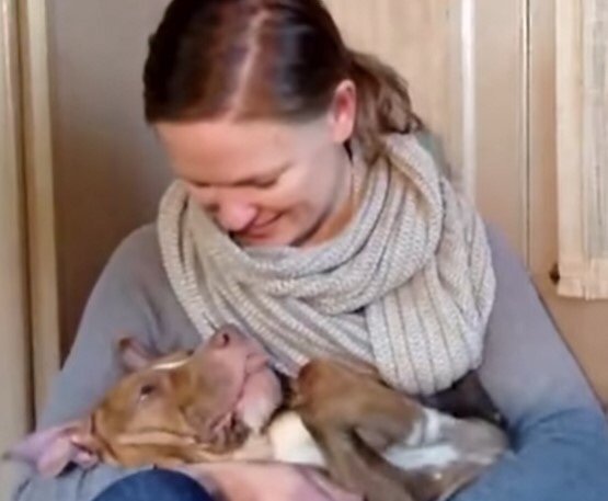 Rescued dog surrounded by care and love