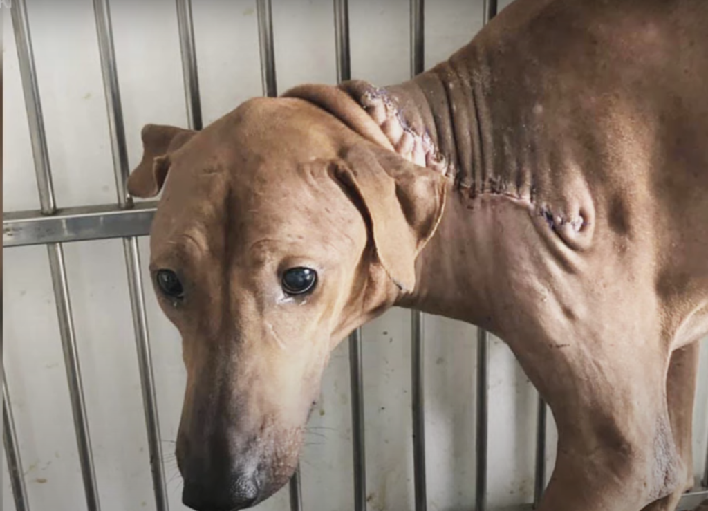 Dog with his tumor on the neck is now recovering after the surgery doctors made him.