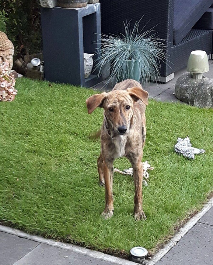 Happy adopted dog recovered from health issues