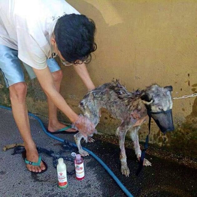 Rescuer takes care of stray dog found in terrible conditions