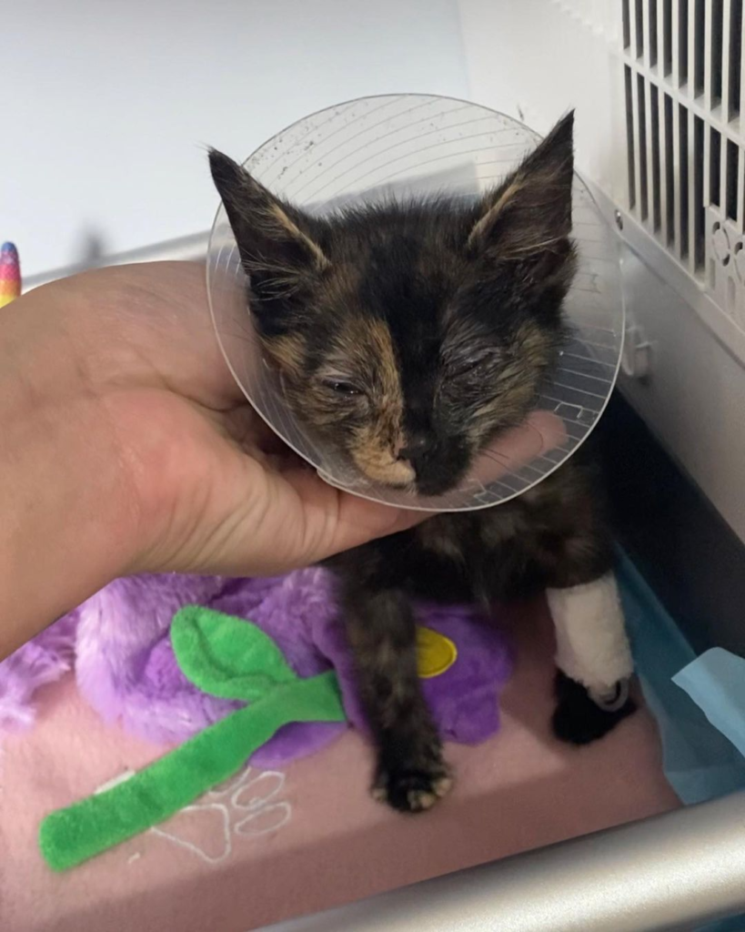 Little cat is now getting some help after fighting for her life at the garbage.