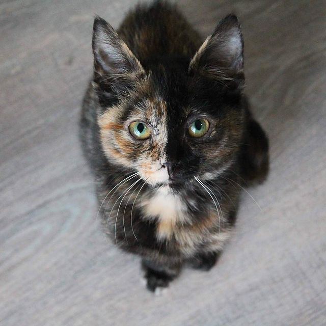 Cat was rescued and brought back to life,now she’s waiting to be adopted.