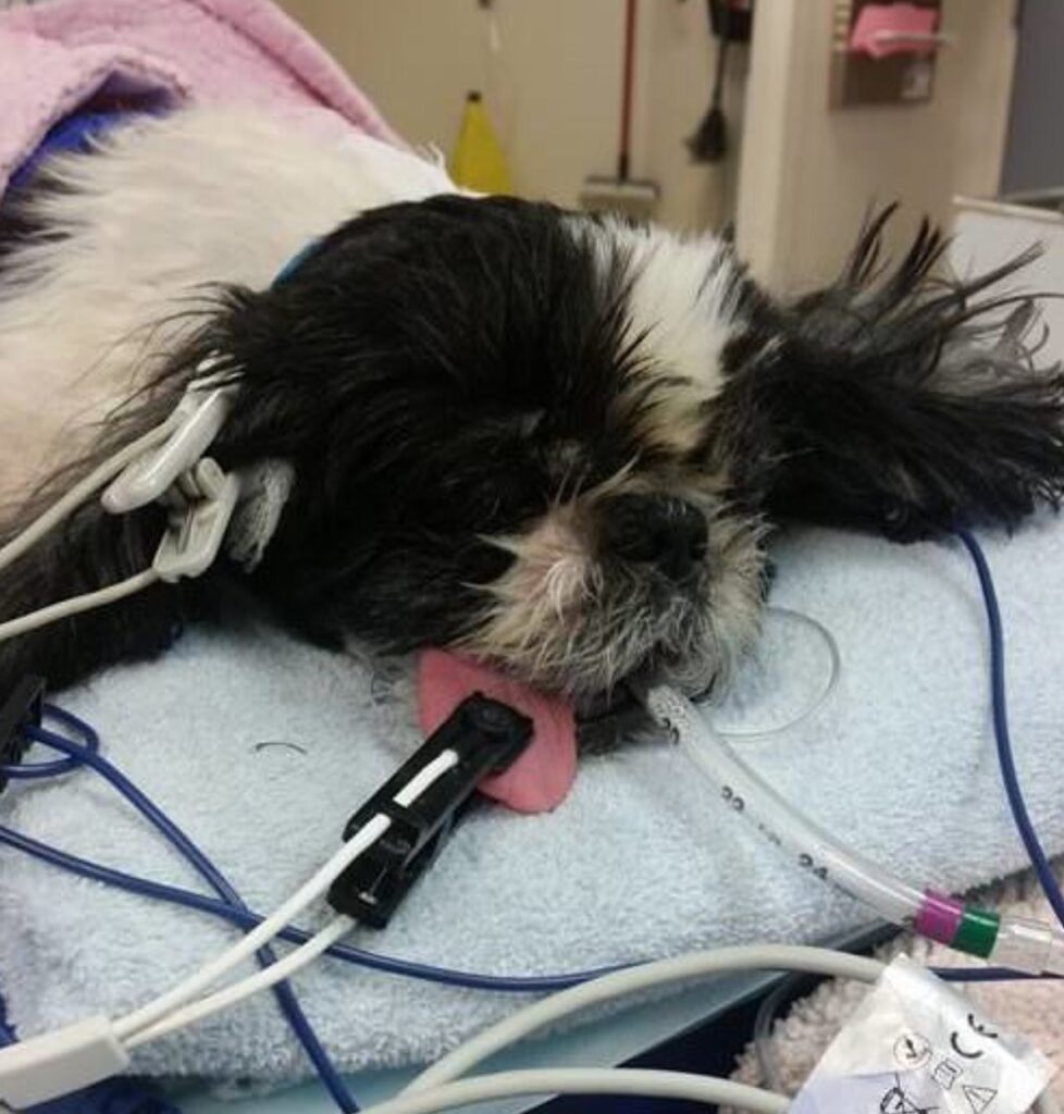 Dog hardly surviving in bad health condition