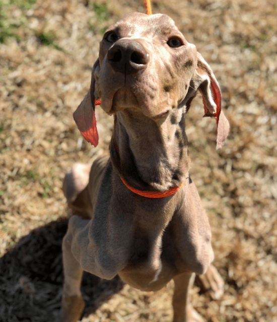 Underweight dog wanting to be well-treated after months of abandonment 