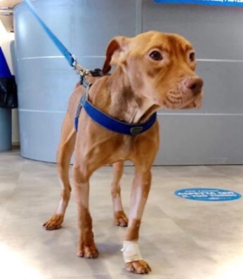 Rescued dog improving health day after day