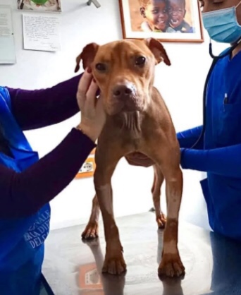 Rescued dog interacts with vets