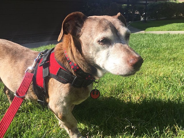 Deaf dog is now rescued and adopted into a new home and now he doesn’t have to live to the streets anymore.