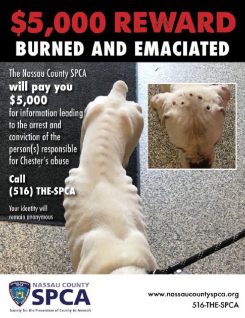 Reward announcement for finding animal abuser