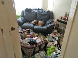 Abandoned dog with tumor in a house full of garbage