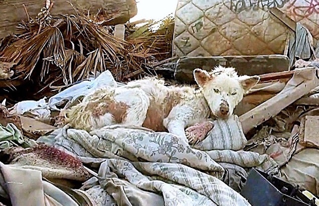 Homeless dog has spent a lifetime living in a huge dump