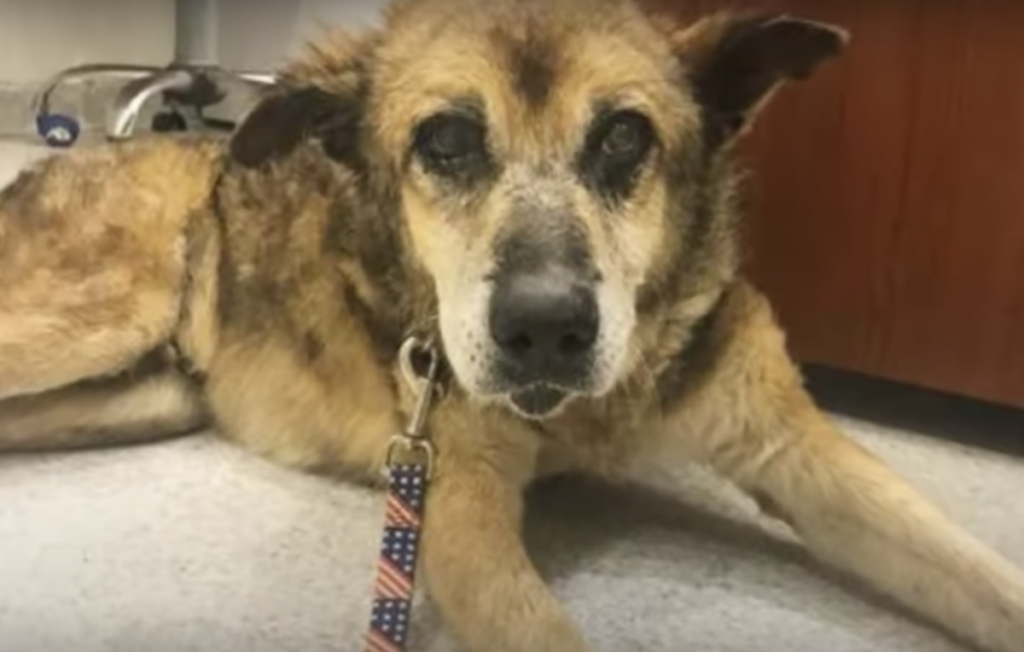 Dog was ready to give hope on life,until someone came and rescue him.