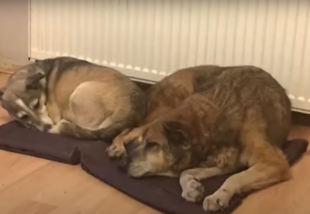 Abandoned dog now has a new family and a brother to play with.