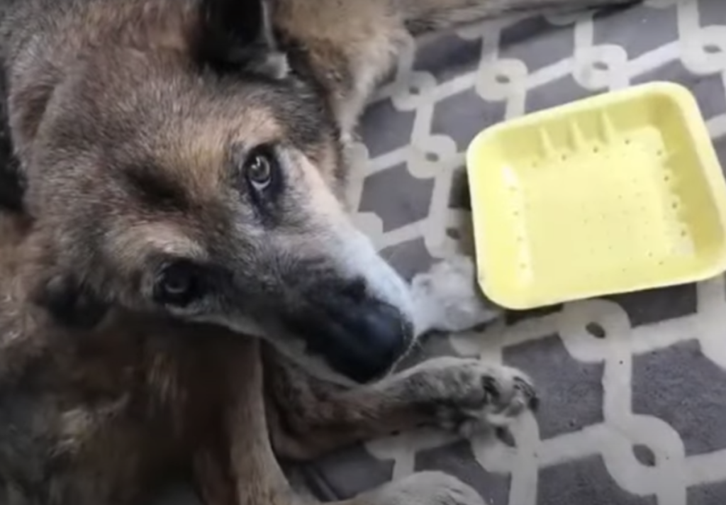 The dog who was fighting with his life was saved,now his eating after a long time and everything is going to get better for him.