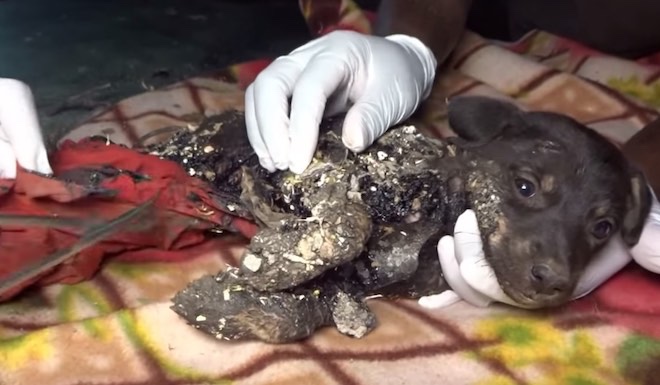 Puppy was found covered in dust,with no food and he couldn’t even move his had to see around.