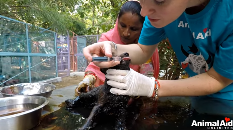 Three puppies were found in a horrible condition tangled with garbage bags and starvation,but miraculously someone saved them.