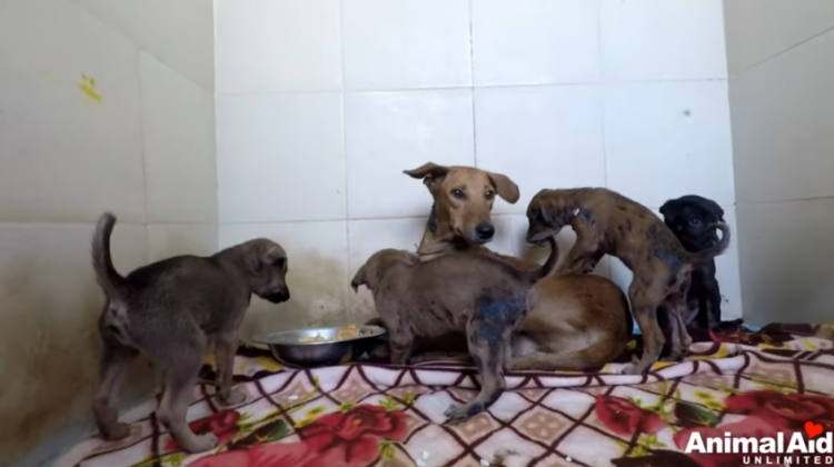 Puppies are in a shelter waiting for adoption after being in the streets for a long time.