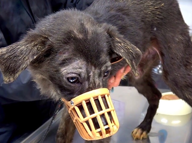 Rescued ill dog being medically examined 