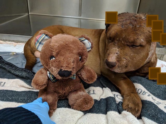 Distressed dog feeling safe and calm since forever