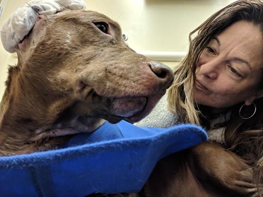 Rescued dog surrounded by love and care