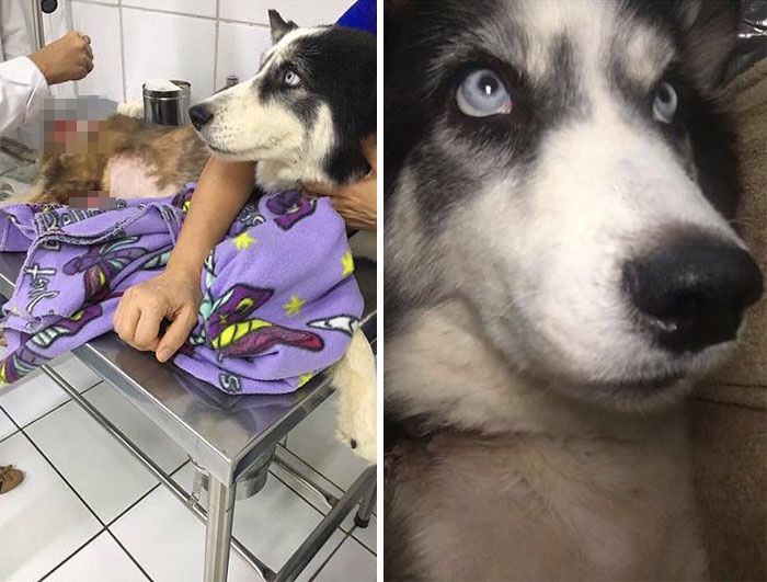 Rescued dog gets medical treatment after being brutally abandoned 