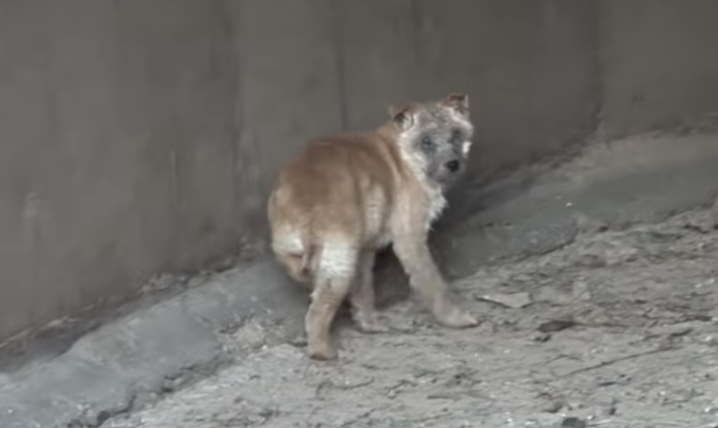 Puppy was trying to tell the rescuer about her sick sister and asking him to follow.