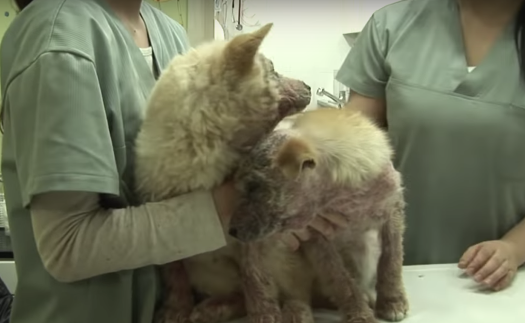 The rescued puppies are now being checked by the veterinarian and willing to be in good condition.