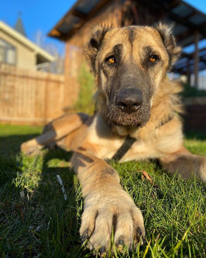 Totally  transformed dog after being rescued and medically treated