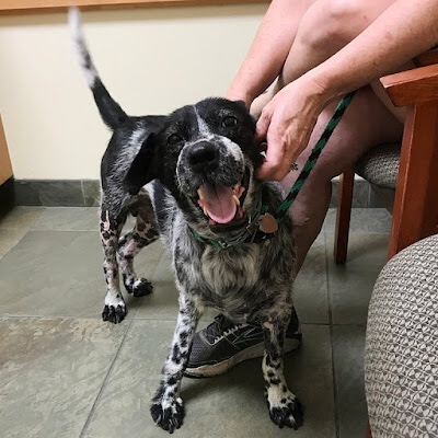 Rescued dog feels pleased around people