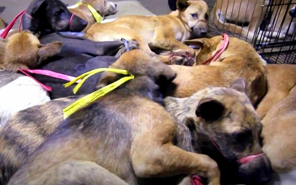 Abandoned dogs in slaughterhouse 