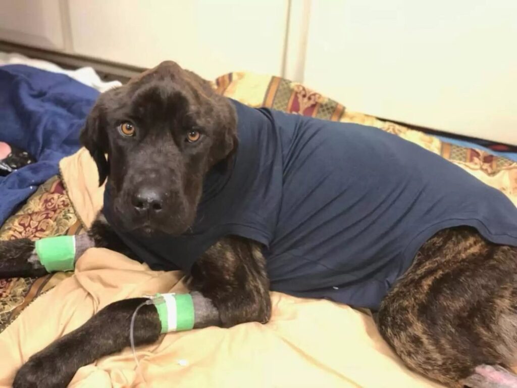 Rescued dog gets medical treatment 