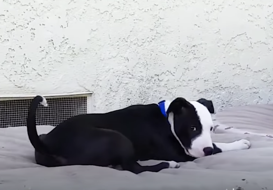 Poor dog was separated from his brother and now they have to live alone.