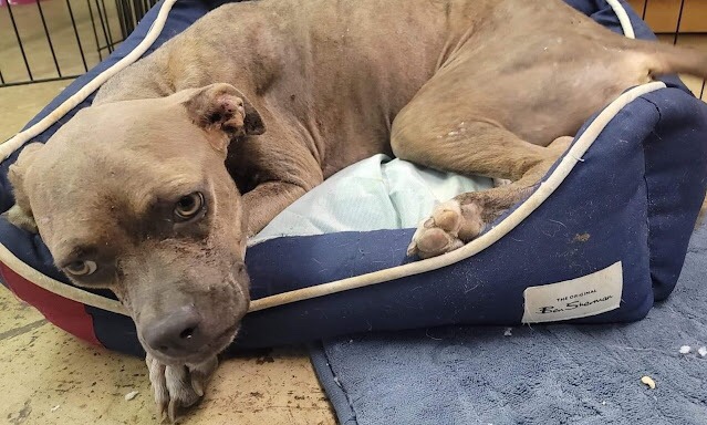 Recovered dog after being rescued