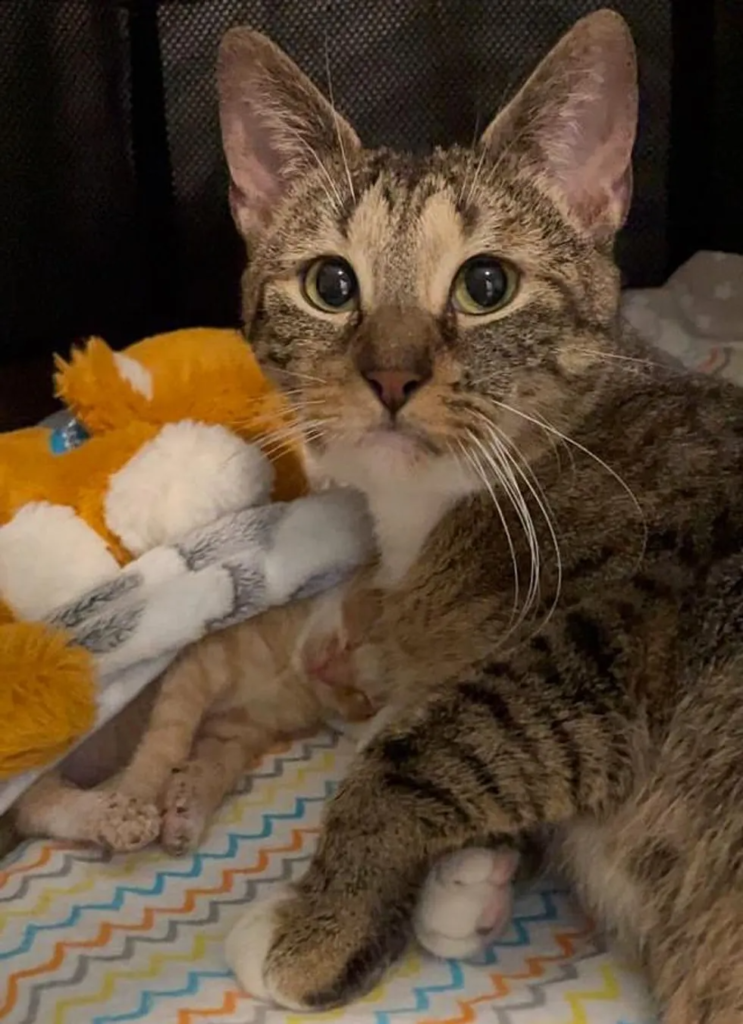 Cat mum gave birth to four kittens bit only one of them survived.