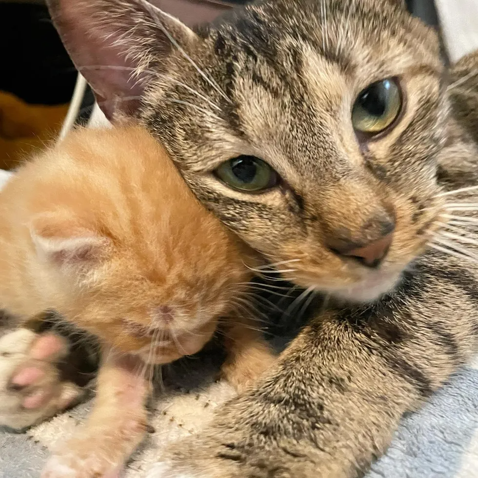 Cat mum gave birth to four kittens but only one of them survived.