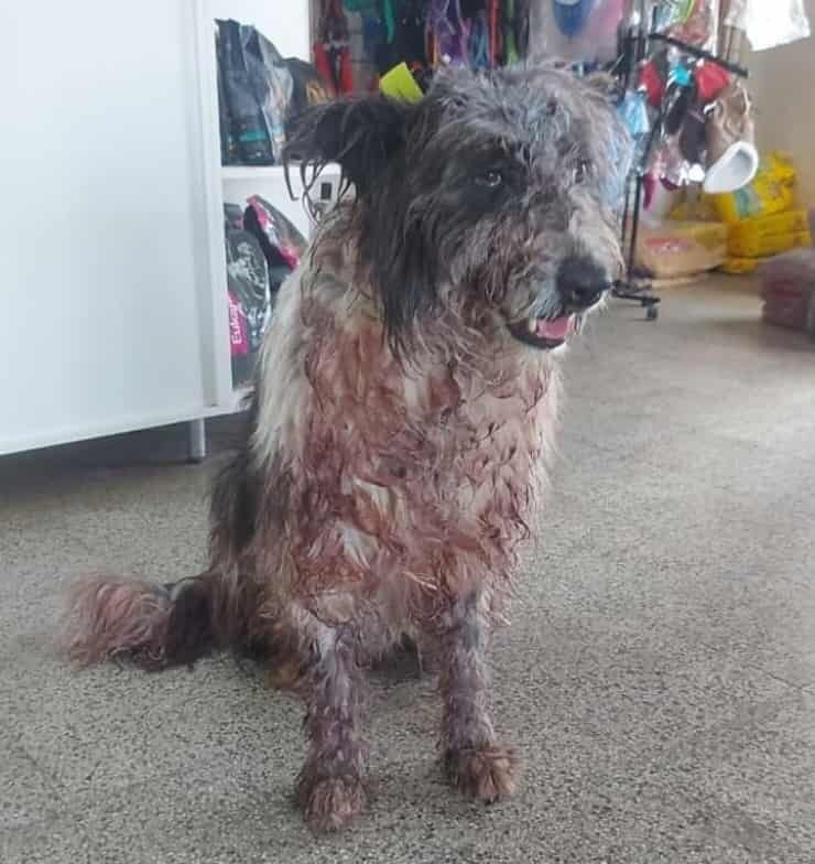 Rescued dog in terrible condition 