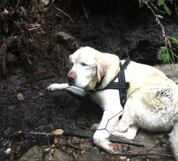 Blind dog is lost in the woods