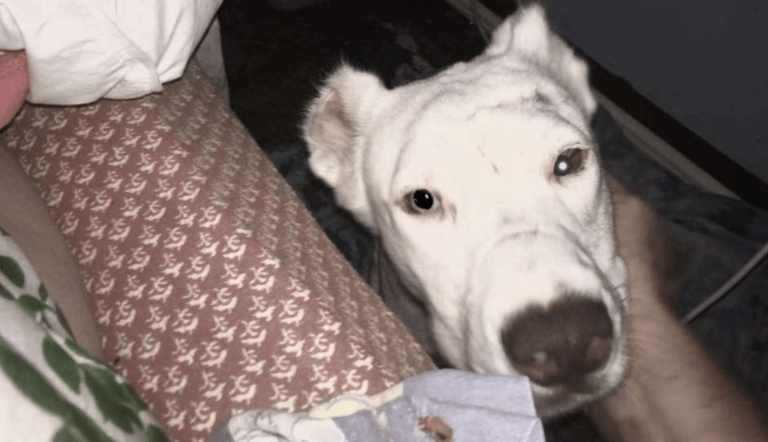 Baby dog wakes up in the middle of the night to thanks the new home.