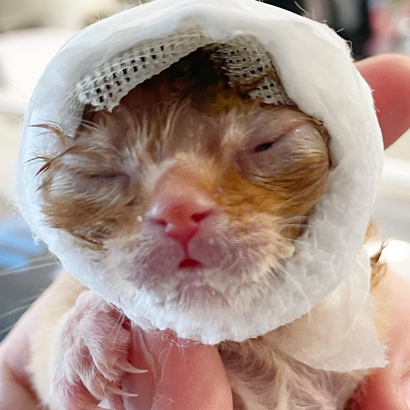 New born kitty suffers from her ears and has very little weight.