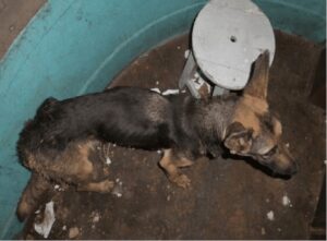 Poor dog was chained on the balcony and he’s dying of starvation.