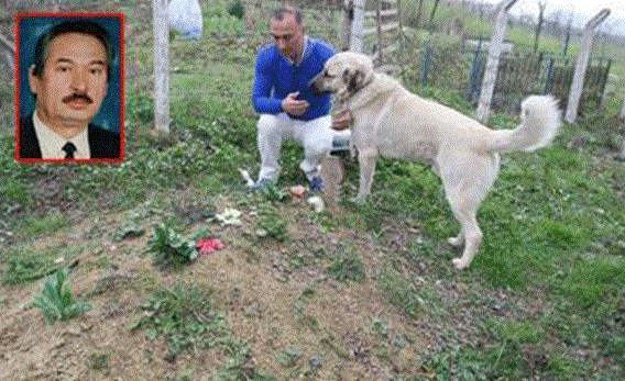 After his owner dies,dog keeps visiting his fathers grave every day.