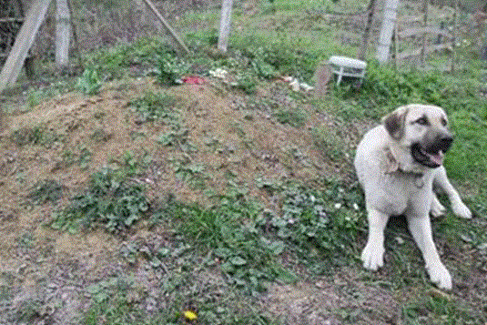 Dog is suffering in tears and can’t stop visiting his father’s grave.